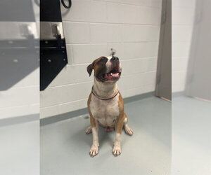 Mastiff-Unknown Mix Dogs for adoption in St. Cloud, FL, USA