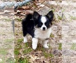 Small Photo #9 Chihuahua Puppy For Sale in AIKEN, SC, USA