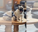 Small Photo #1 Pug Puppy For Sale in NEW LONDON, OH, USA