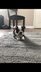 Small Photo #7 Boston Terrier Puppy For Sale in COLUMBIAVILLE, MI, USA