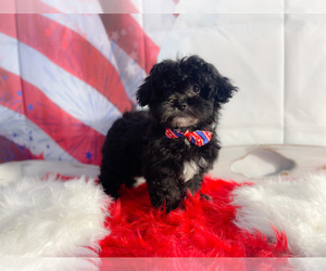 ShihPoo Puppy for sale in KINSTON, NC, USA