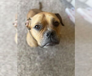 American Staffordshire Terrier-Boxer Mix Dogs for adoption in Duluth, MN, USA