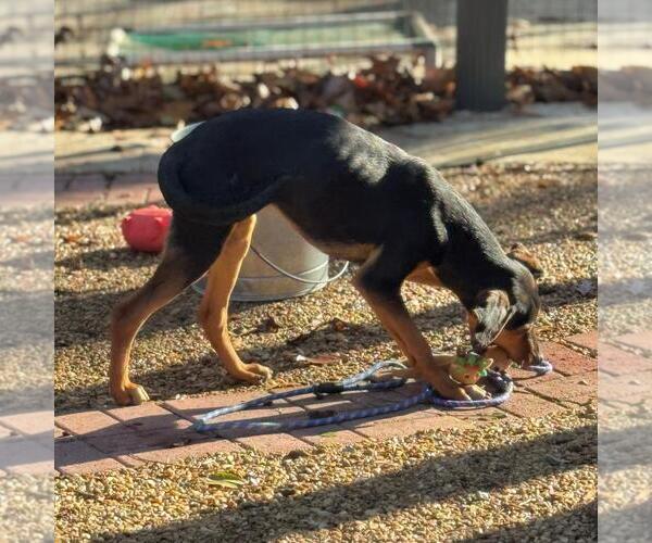 Medium Photo #12 Mutt Puppy For Sale in Yardley, PA, USA