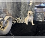 Small Photo #2 Saint Berdoodle Puppy For Sale in QUEEN CREEK, AZ, USA