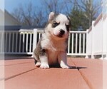 Small Photo #1 Pomsky Puppy For Sale in DRACUT, MA, USA