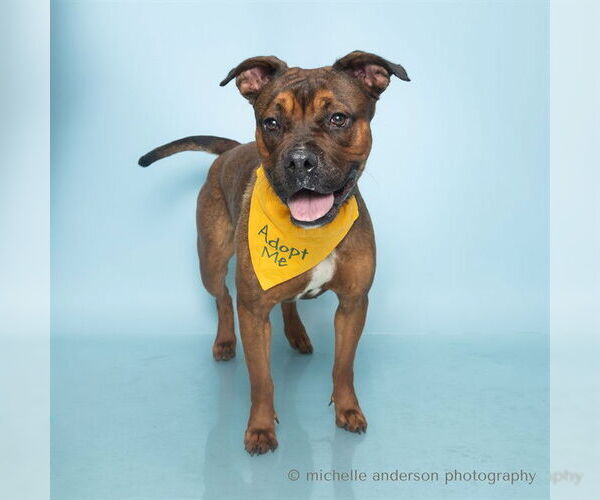 Medium Photo #2 American Pit Bull Terrier Puppy For Sale in Corona, CA, USA