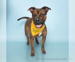 Small #1 American Pit Bull Terrier