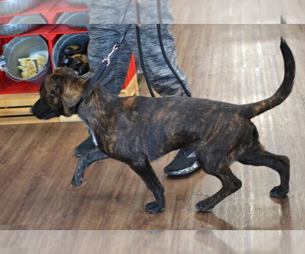 Medium Photo #2 Labrador Retriever-Unknown Mix Puppy For Sale in Germanton, TN, USA