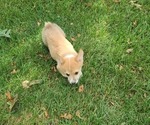 Small Photo #5 Pembroke Welsh Corgi Puppy For Sale in SULLIVAN, MO, USA