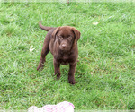 Image preview for Ad Listing. Nickname: Meredith