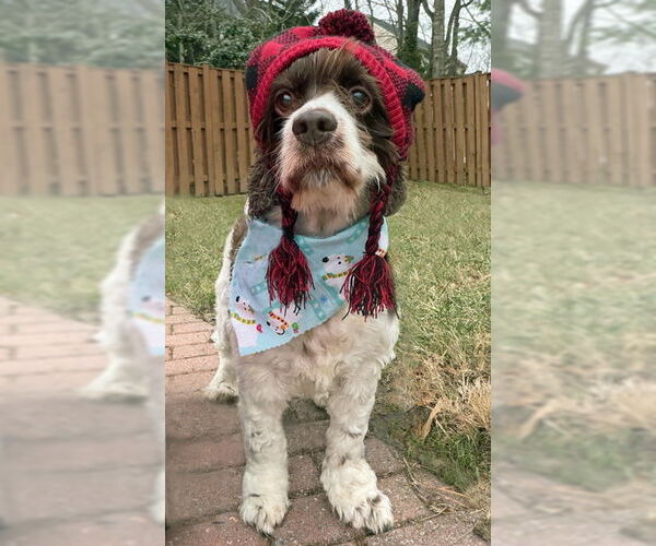 Medium Photo #3 Cocker Spaniel Puppy For Sale in Arlington, VA, USA