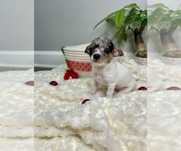 Medium Photo #1 Chihuahua Puppy For Sale in WINSTON SALEM, NC, USA