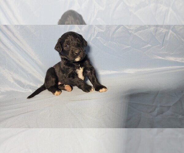 Medium Photo #59 Golden Mountain Dog Puppy For Sale in BLACK FOREST, CO, USA