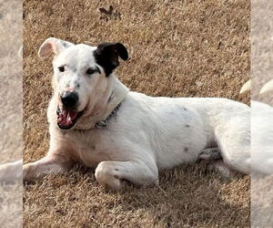 Border Collie-Unknown Mix Dogs for adoption in Alexander, AR, USA