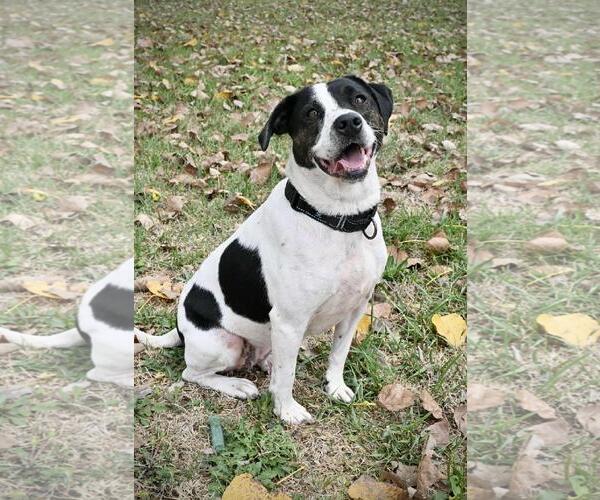 Medium Photo #2 Jack Russell Terrier-Unknown Mix Puppy For Sale in DuQuoin, IL, USA