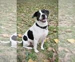 Small #1 Jack Russell Terrier Mix