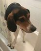 Small Photo #4 Beagle Harrier-Treeing Walker Coonhound Mix Puppy For Sale in BAY HILLS, NY, USA