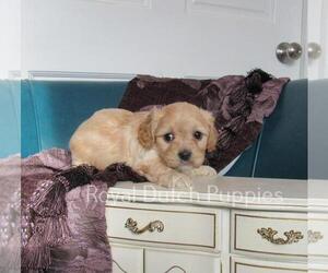 Cavachon Puppy for sale in LE MARS, IA, USA