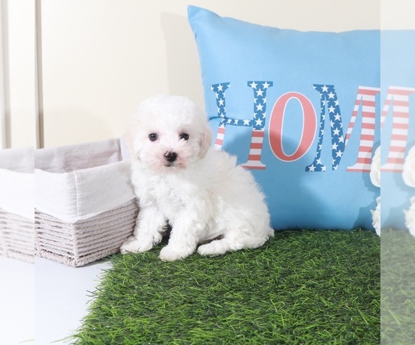 Medium Photo #3 Bichon Frise Puppy For Sale in MOUNT VERNON, OH, USA