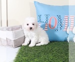 Small #2 Bichon Frise