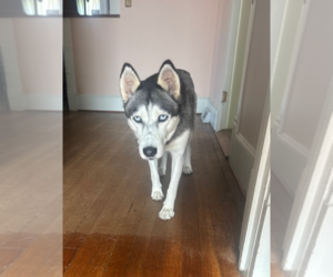 Siberian Husky Dogs for adoption in Holly Springs, NC, USA