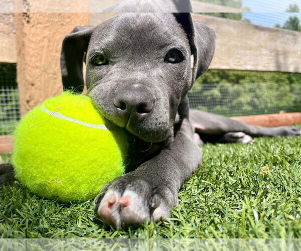 Medium Photo #7 American Pit Bull Terrier Puppy For Sale in Littleton, CO, USA