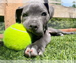 Small #6 American Pit Bull Terrier