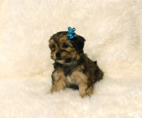 Medium Photo #3 Shorkie Tzu Puppy For Sale in WARRENSBURG, MO, USA