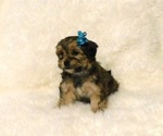 Small Photo #3 Shorkie Tzu Puppy For Sale in WARRENSBURG, MO, USA