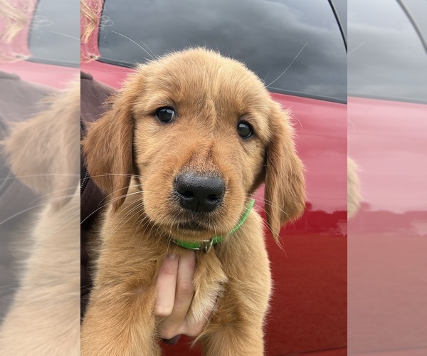 Medium Photo #2 Golden Retriever Puppy For Sale in LAKELAND, FL, USA