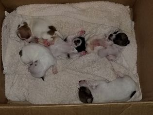 Jack Russell Terrier Puppy for sale in RUSKIN, FL, USA