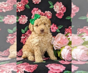 Poodle (Miniature) Puppy for sale in KIRKWOOD, PA, USA