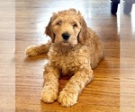 Small Photo #1 Goldendoodle Puppy For Sale in OGDEN, UT, USA