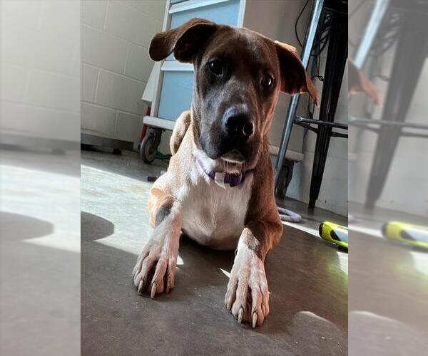 Medium Photo #1 Plott Hound Puppy For Sale in Tavares, FL, USA