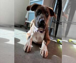 Plott Hound Dogs for adoption in Tavares, FL, USA