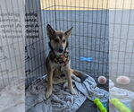 Small #3 Huskies  Mix
