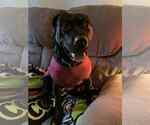 Small #3 American Pit Bull Terrier-Labrador Retriever Mix