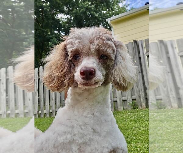 Medium Photo #4 Poodle (Miniature) Puppy For Sale in Lee's Summit, MO, USA