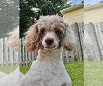 Small #3 Poodle (Miniature)