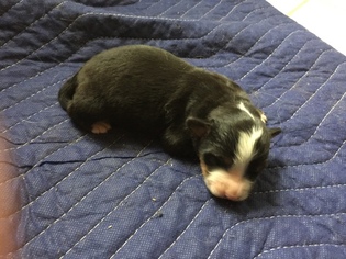 Bernese Mountain Dog Puppy for sale in THOMASVILLE, NC, USA