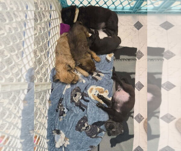 Medium Photo #2 Mutt Puppy For Sale in Aurora, IN, USA