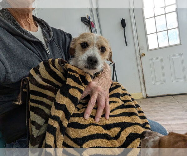 Medium Photo #8 Mutt Puppy For Sale in Murfreesboro, NC, USA