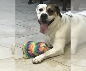 Bulldog-Labrador Retriever Mix Dogs for adoption in Stafford, VA, USA