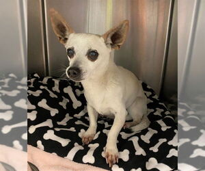 Chihuahua Dogs for adoption in Rancho Cucamonga, CA, USA