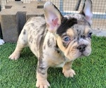 Small #6 French Bulldog