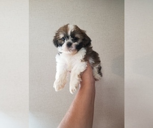 Shih Tzu Puppy for Sale in MCMINNVILLE, Tennessee USA