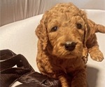 Puppy Maple Lavender Goldendoodle