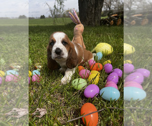 Medium Basset Hound