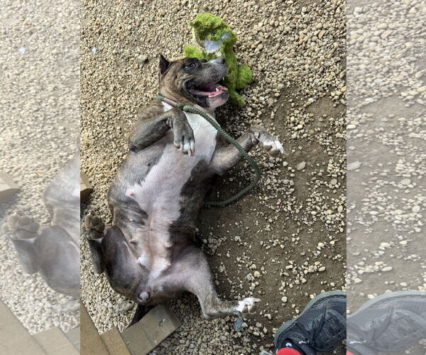 Medium Photo #24 Mutt Puppy For Sale in Philadelphia, PA, USA