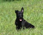 Puppy Freya Belgian Malinois